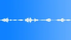 Birds. Forest. Summer.Sound Effect