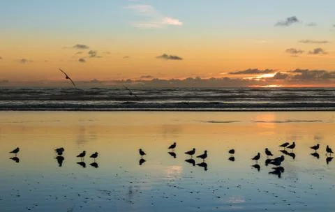 Birds of Foxton Beach Stock Photos