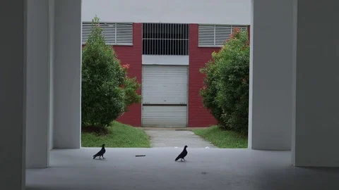 Birds in a frame Stock Footage 81804515