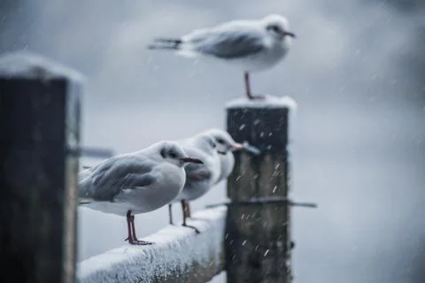 Birds freezing on top of a bridge on a snowy day. Stock Photos