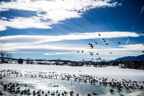 Birds on Frozen Lake Stock Photos