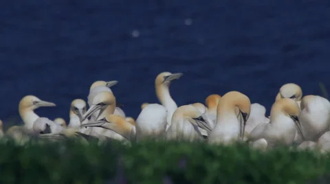 Birds | Gannets |Colony Stock Footage 40975878