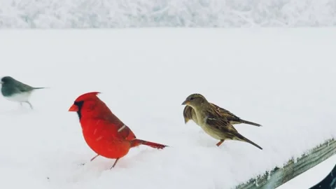Birds gather Stock Footage 219970250