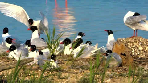 Birds Gather Stock Footage 292821861