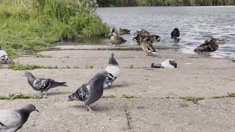 Birds Gathering on Sandy Beach 動画素材 344043755