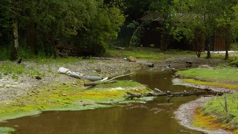 Birds gathering at a stream Stock Footage 114336439