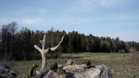 Birds get startled by new arrival. Video stock 295819713
