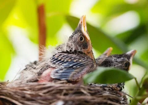 Birds getting bigger-7 Stock Photos