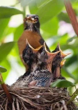Birds getting bigger-8 Stock Photos