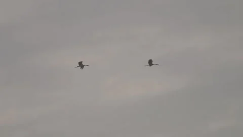 Birds glide through a cloudy gray sky Stock Footage 333472838