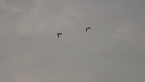 Birds glide through a cloudy gray sky Stock-Footage 333472839