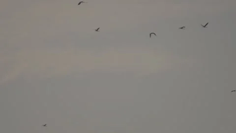 Birds glide through a cloudy gray sky Stock-Footage 333472840