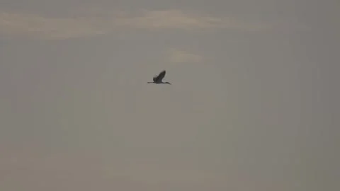 Birds glide through a cloudy gray sky Stock-Footage 333472844