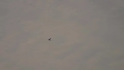 Birds glide through a cloudy gray sky Stock-Footage 333472845