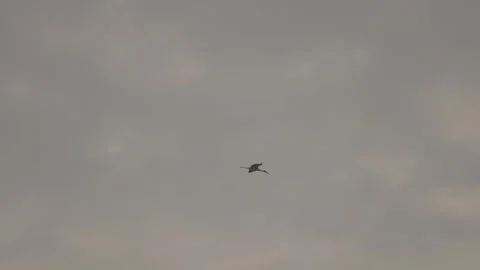 Birds glide through a cloudy gray sky Stock-Footage 333472851