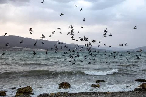 Birds gracefully taking flight above the unpredictable and turbulent waters of Stock Photos