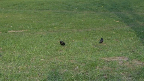 Birds in the grass. Stock-Footage 129523445