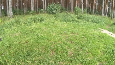 Birds on the grass in the forest. Stock Footage 100667165