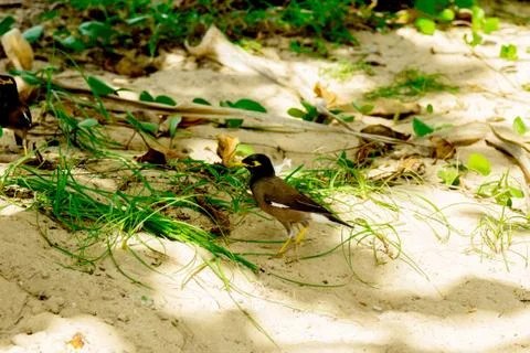 Birds in the grass 写真素材