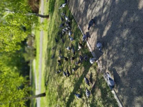 Birds on the grass Stock Photos