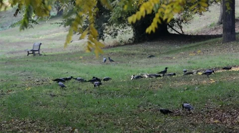 Birds that graze the park Stock Footage 65824652