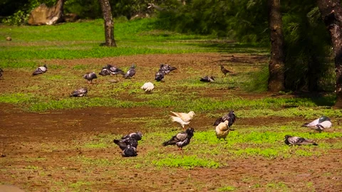 Birds grazing in a field Video stock 325989409