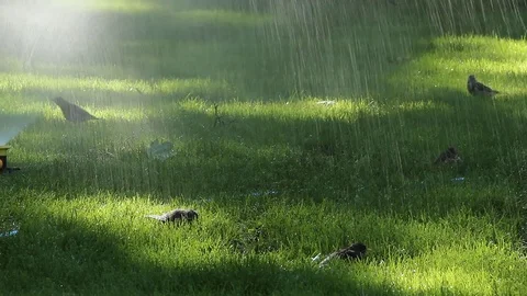 A birds on the green grass 库存影片 78196323