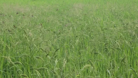 Birds in green rice fields Stock Footage 276719439