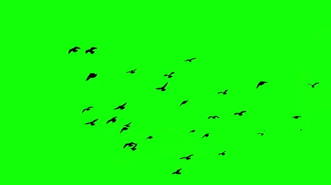 Birds on the green screen Stock Footage 68579675
