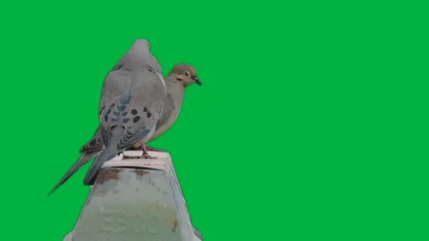 Birds Greenscreen 15 Stock-Footage 198398002