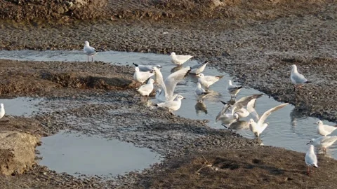 Birds on the ground. Stock Footage 133398505