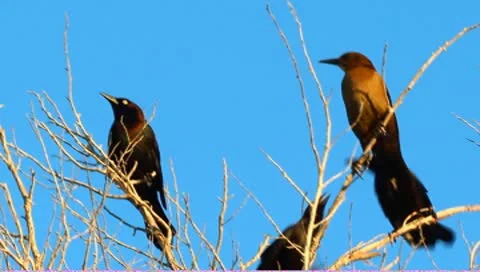 Birds grouped in a tree Stock Footage 8914104