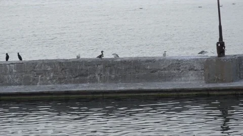 Birds gulls and cormorants sitting on concrete pier on sea Stock Footage