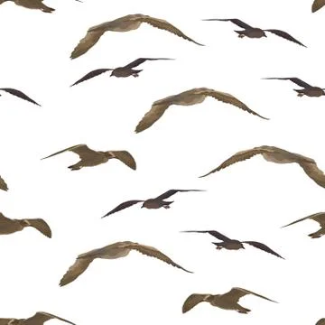 Birds Gulls Seamless Stock Illustration