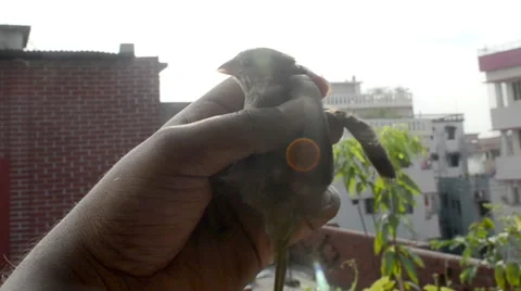 Birds On Hand Stock Footage 55041008