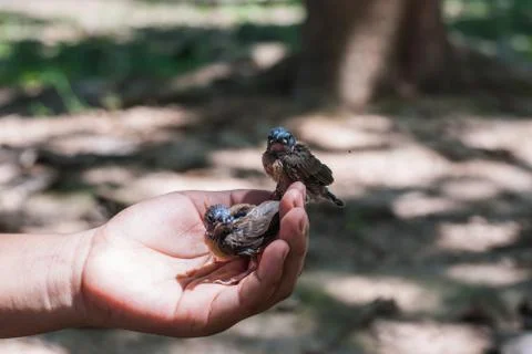 Birds in hand Stock Photos