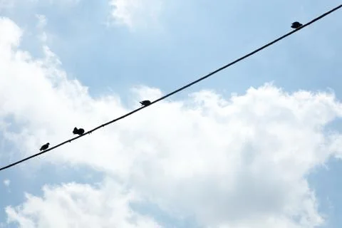 Birds hanging on a wire, Foto stock