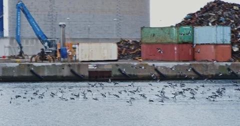 Birds in harbor 스톡 동영상 108569367