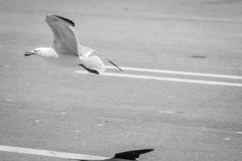 Birds in harbor Stock-Fotos