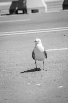 Birds in harbor Stock Photos