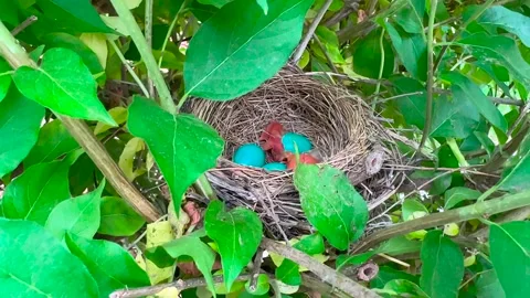 Birds Hatching in Nest - Robins Stock Footage 242795468