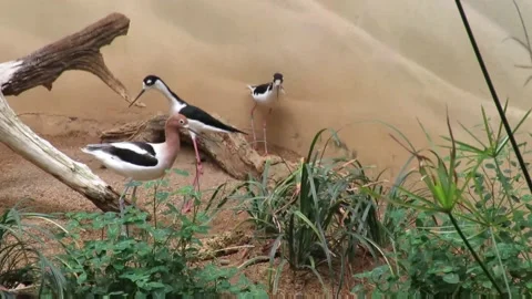 Birds have been provided environment close to natural habitat. 動画素材 232909914