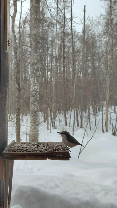 The birds having meal at the yard. Stock Footage 238846598