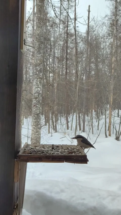 The birds having meal at the yard. Stock Footage 238846606