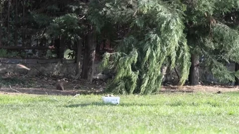 The birds having a picnic Stock Footage 170224494