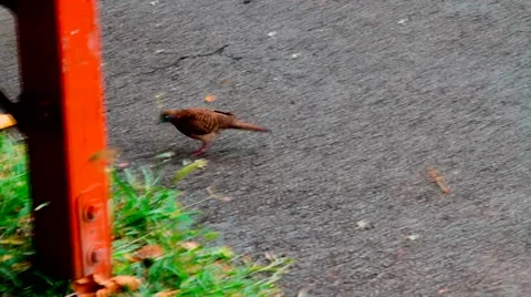 Birds in Hawaii Stock Footage 40031428