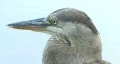 Bird's Head HD Footage