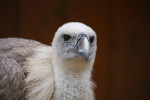 Bird´s head Foto stock