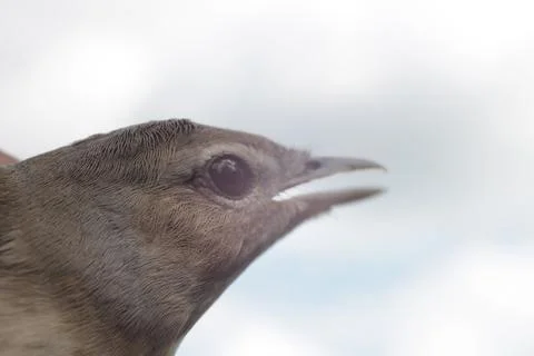 Bird's head Stock Photos