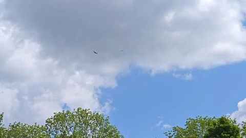 Birds high in the clouds Stock Footage 310632966